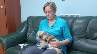 Чихуахуа - уход, содержание, груминг. Руководство пользователя.
