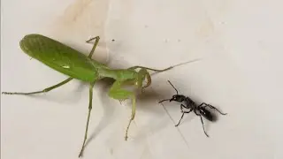 Praying Mantis Messed With The Wrong Opponent