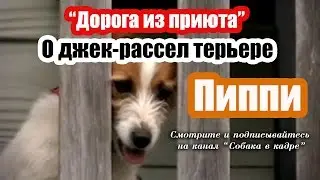 Джек-рассел терьере Пиппи. 