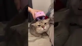cat getting a massage