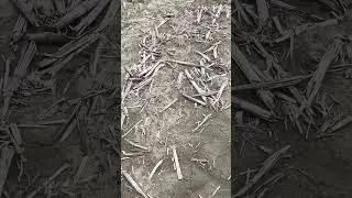 He found a Civil War Bullet on top of the ground! #metaldetecting #civilwarrelics #detectinghistory