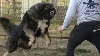 КАВКАЗСКАЯ ОВЧАРКА-ХРАНИТЕЛЬ ГОР/MOUNTAINS SHEPHERDS DOG FROM KAVKAZ