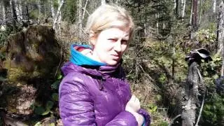 Бадан как он растет