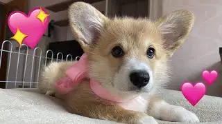 We bought a corgi puppy. A dream come true! First day home🧡