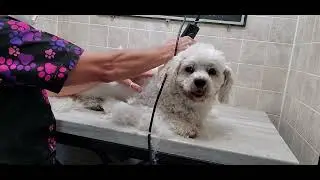 Behind the Scenes; Senior Bichon/Maltese, #10 blade, 2 shorts, drop off of dog & Pick up