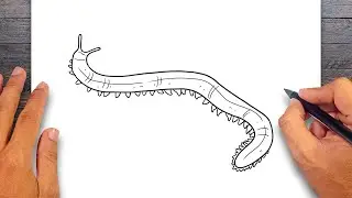 How to draw Velvet Worm - Annelids Drawing