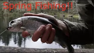 Oregon Spring Trout Fishing!! |Active Feeding Fish|