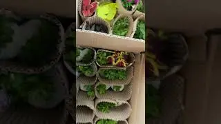 Калибрахоа едет в новые дома #вегетативнаяпетуния #петуния #черенки https://vk.com/club218971573