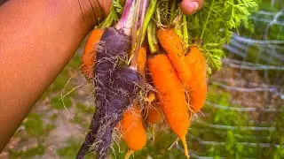 Check out my Carrot Harvest