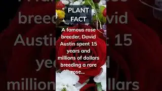 Did you know roses are edible? Comment and subscribe 👇#shorts#edibleplants