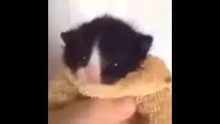 Angry Chinese man yelling at cat but with Friday night funkin fresh (extended made by me)