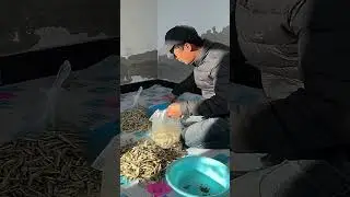 Unique Snack from My Hometown's Lianhuan Lake! Sending Some to My Family | ABC