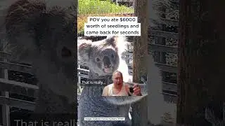 How many delicious seedlings can a koala bear?