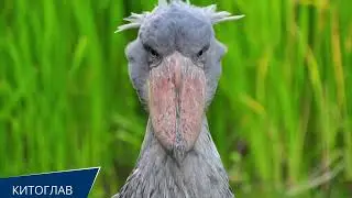 Самые странные и необычные птицы.