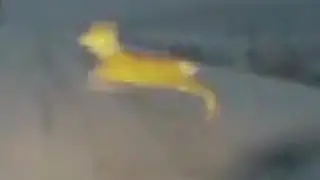 Косуля