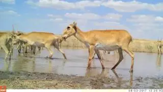 Наедине с сайгаками