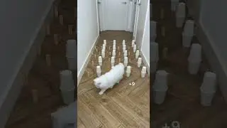Oops 🙈 cat challenge🐱