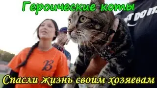 НЕВЕРОЯТНЫЕ ИСТОРИИ ГЕРОИЧЕСКИЕ КОТЫ СПАСЛИ ЖИЗНЬ СВОИМ ХОЗЯЕВАМ