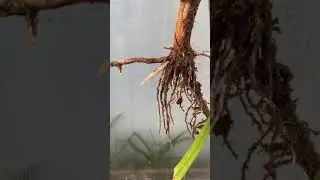 Сажаем томаты, огурцы, перцы!