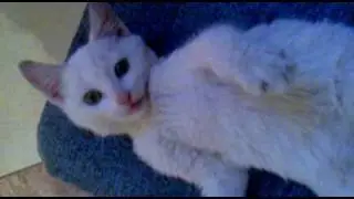 Cute white kitten :))