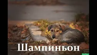 Рассказ Шампиньон