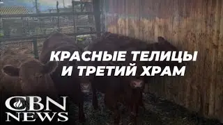 Красные телицы и Третий храм