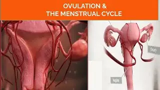 Start of Ovulation & The Menstrual Cycle | Female Monthly Period | Menstrual Cycle Animation|