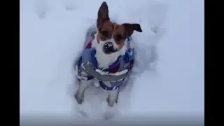 Cute Doggy in Heavy Snow