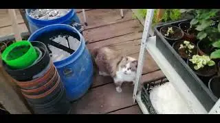 Обзор теплицы  "показать нечего *))))😜👌