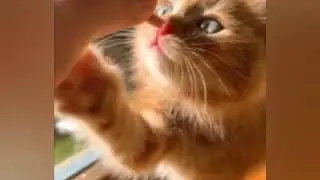 Untitled video