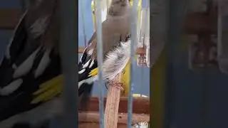 Пения щегла