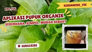 Eps.356.Aplikasi POC,panen dan bereksperimen lagi di kebun rumahan 🏡💚💚