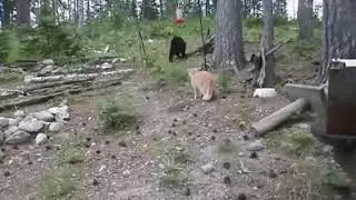 Мыши для слабаков,подавай межвежатину!