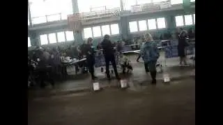 Международная выставка собак CACIB 22.02.14 г. 