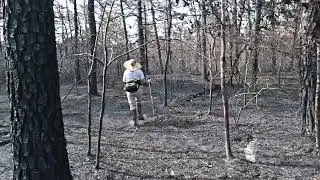 The Burn Area