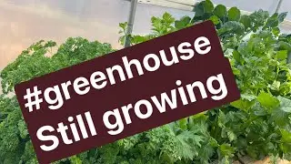November 3, 2024 #greenhouse coming to an end .. Walk with me 🦋🐝🌿