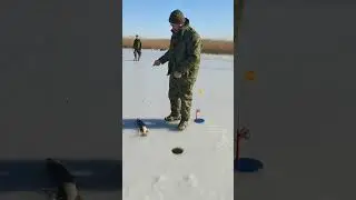 Снова на льду. Щука на флажки.