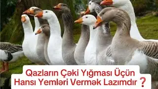 Qazların Çəki Yığması Üçün Hansı Yemləri Vermək Lazımdır ❓