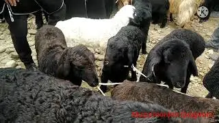 MAYDA MOLLAR NARHLARI QIZIRIQ MOL BOZORI 2022 КИЗИРИК МОЛ БОЗОРИ 2022 