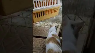 kittennya dijemur dl.induknya ngikutin terus