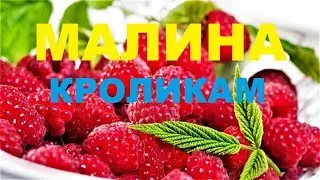 Raspberries for rabbits. Tasty