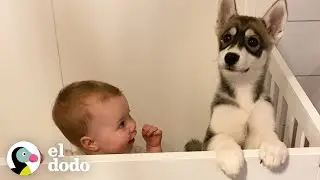 Husky puppy grows up alongside a little girl | Soulmates | The Dodo