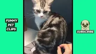Tik Tok Pets  Funny & Cute Videos #1