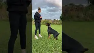 #doberman