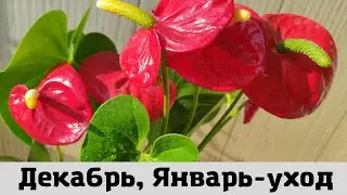 Мужское счастье (Антуриум) Уход Зимой (Декабрь, Январь)