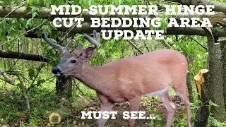 Hinge-Cut Bedding Areas: How to Turn Your Woods Into a Buck Paradise