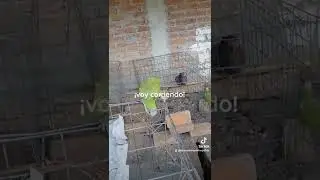 ¡Apúrate Tavo!