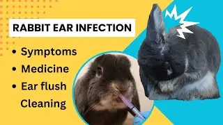 Rabbit Ear Infection: Symptoms, treatment and how to clean your rabbits ears!