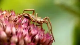 Garden Spider Macro Footage HD