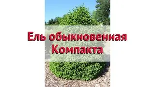 Ель обыкновенная Компакта 🌿 Обзор: посадка и уход. саженцы ели Компакта: описание и особенности